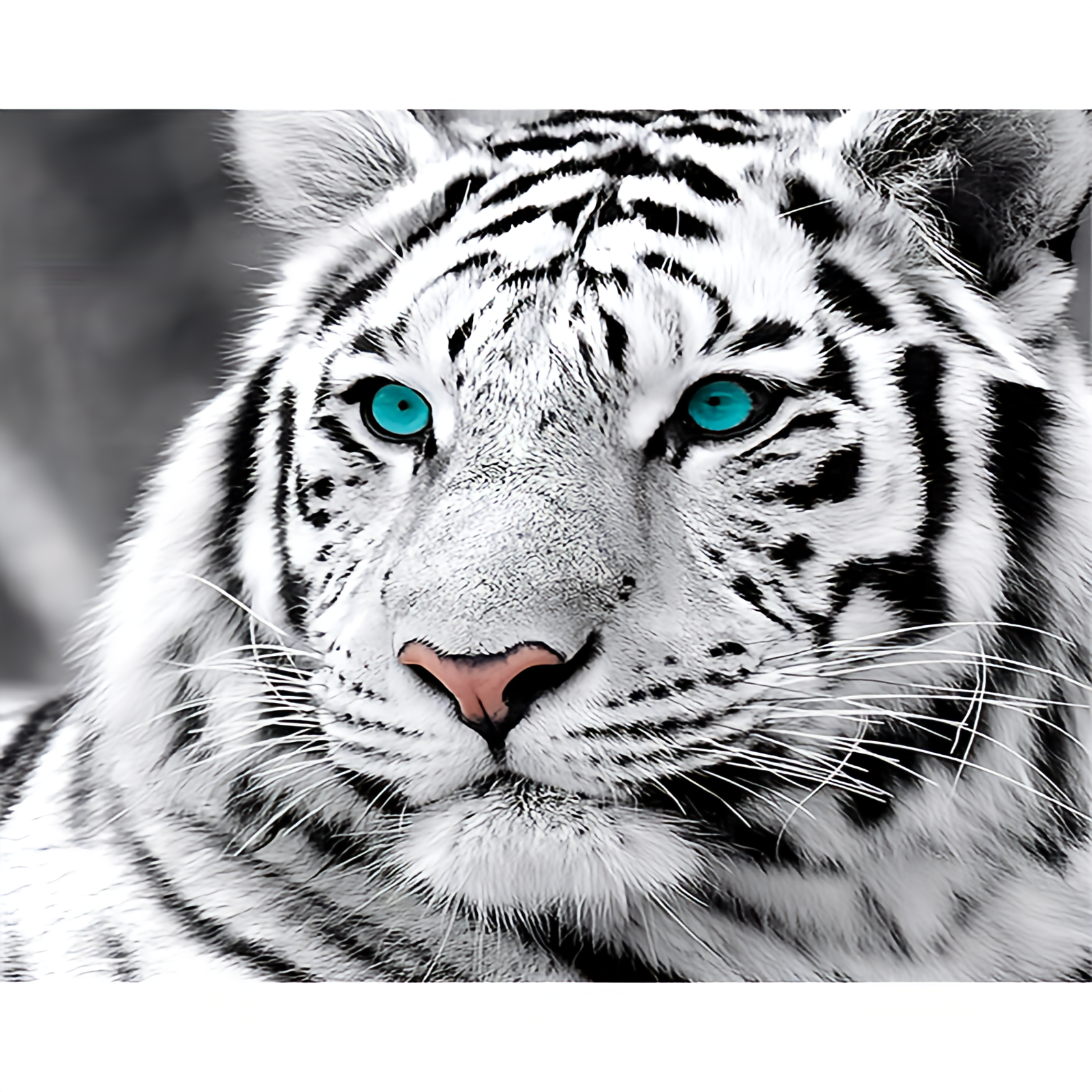 White Tiger